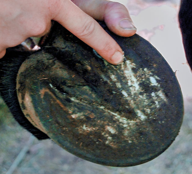 Hoof rot